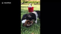 Playful piglet chases after Basset puppy for a cuddle