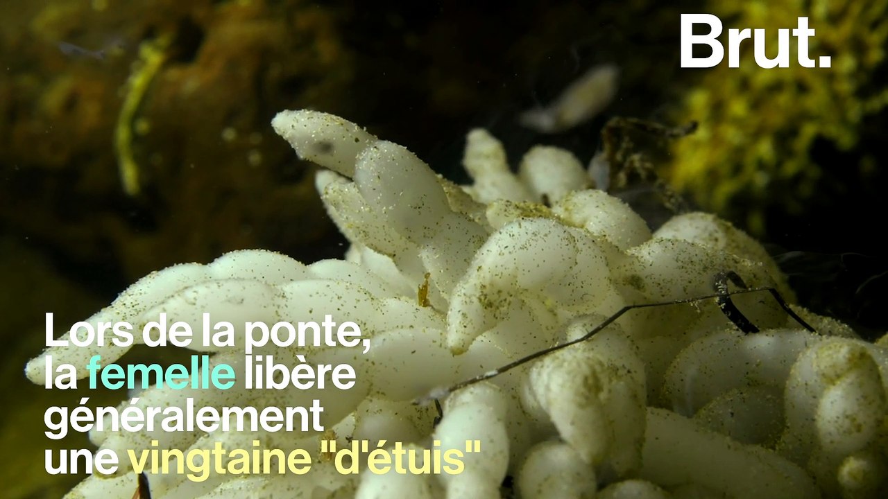 Comment naissent les calamars