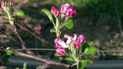 Les insectes, un déclin mondial sans précédent