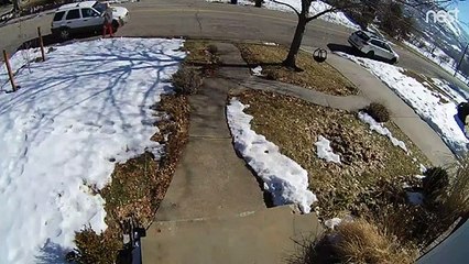 Dog Chases and Thwarts Package Thief's Plan