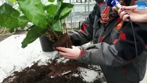 Le jardin de France Bleu Belfort Montbéliard : rempoter une plante d'intérieur