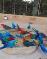 #African_Macaw Be Quit Video · Paws & Claws