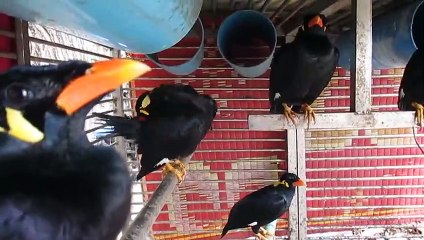 Mynah bird so funny - YouTube