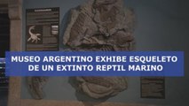 Museo argentino exhibe esqueleto de un extinto reptil marino