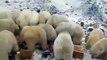 Des dizaines d'ours polaires envahissent cette ville de Russie