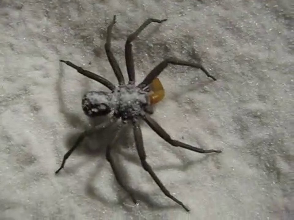 Il nourrit son araignée des sables qui sort de nulle part... Terrifiant