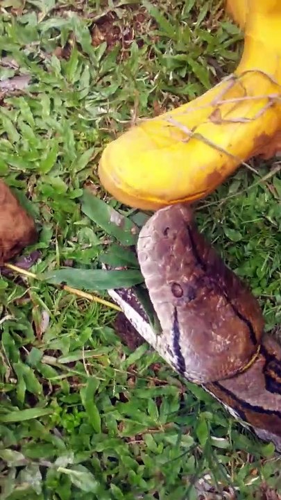 Ces thaïlandais capturent un python de 12m de long