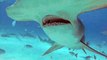 Un requin marteau vient voler la caméra d'un plongeur