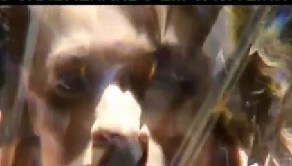 Espelho Da Vida - Capítulo 119 Parte 1 Completo em HD 12/02/2019