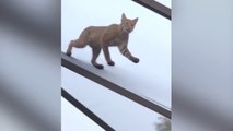 Un jeune lynx tente d'attraper un écureuil !