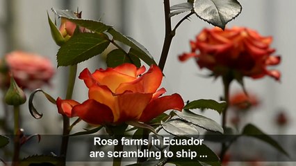 Workers in Ecuador prepare roses for export for Valentine's Day