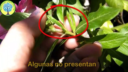 Obtener y germinar teresitas (Catharanthus roseus)