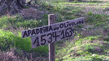 El padrinazgo de olivos inyecta vida a Oliete, en España