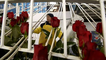 San Valentín: la semana de la moda para las rosas de Ecuador