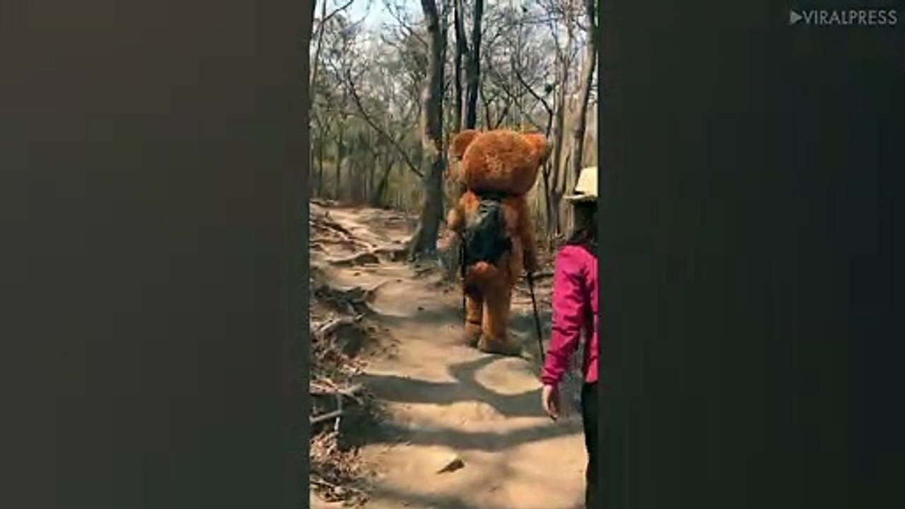 Teddy Bear Goes Hiking In The Woods