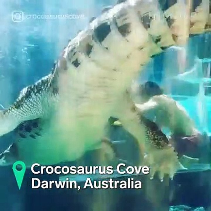 Swimming with Animals