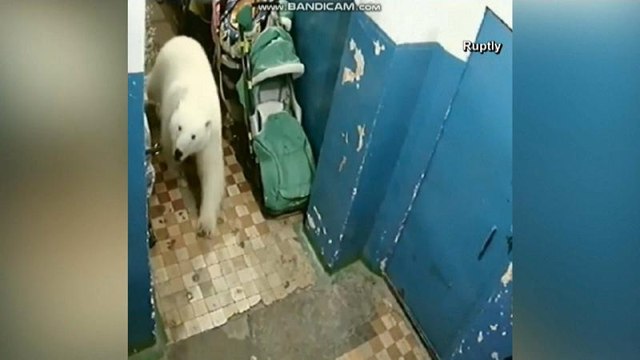 Alerta ante la invasión de osos polares hambrientos en el ártico ruso