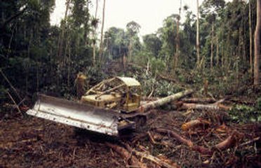 A brief look into deforestation