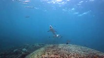 Shark boops his cute snoot on unsuspecting friend