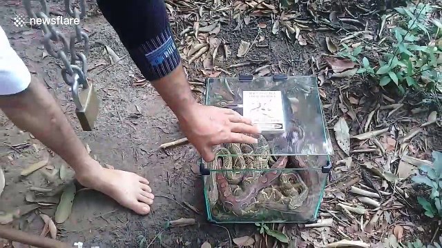 Brazilian activist holds SIX venomous rattlesnakes by his teeth to protest Amazon deforestation