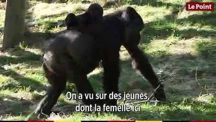 Asato le gorille, roi du harem de Beauval