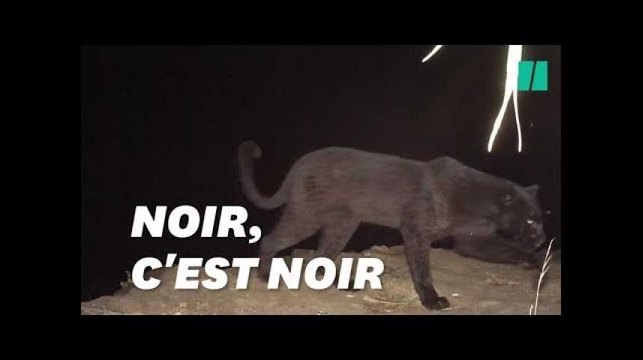 La panthère noire n'avait jamais été vue d'aussi près depuis 110 ans