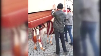 Mardinli Marilyn'den Eşekle Kanepe Taşınmasına Tepki