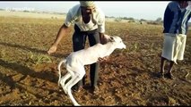 Kind-hearted farmer cares for calf born with just two limbs