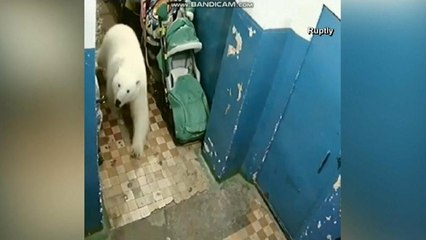 Russia: orsi polari assediano cittadina nella regione artica