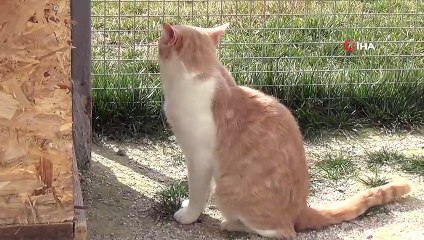 Sevgililer, 14 Şubat öncesi hayvan barınağına koştu