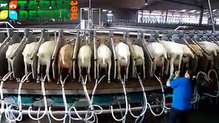 Tek Seferde 180 Keçi Sağabilen Sağım Sistemi