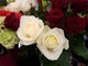 Saint-Valentin : le langage des fleurs