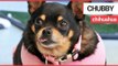 An obese Chihuahua who could barely move has shed more than half her body weight | SWNS TV