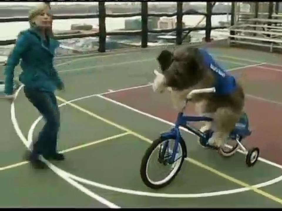 Un cocker fait de la trottinette et du skate
