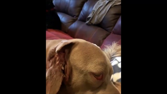 Ce chien a des dents qui poussent dans l'oreille