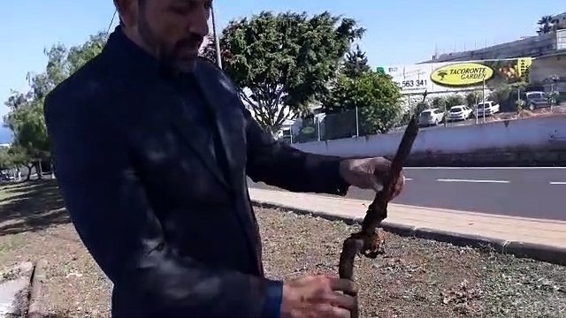 Termitas subterráneas en Tacoronte