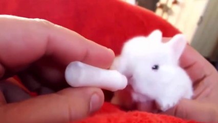 Coelhos Em Cenas Engraçadas