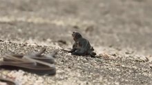 Iguanas E Lagartos Vs Cobras - Incrivel