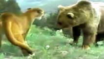 Pumas Vs Ursos Em Confrontos Diretos