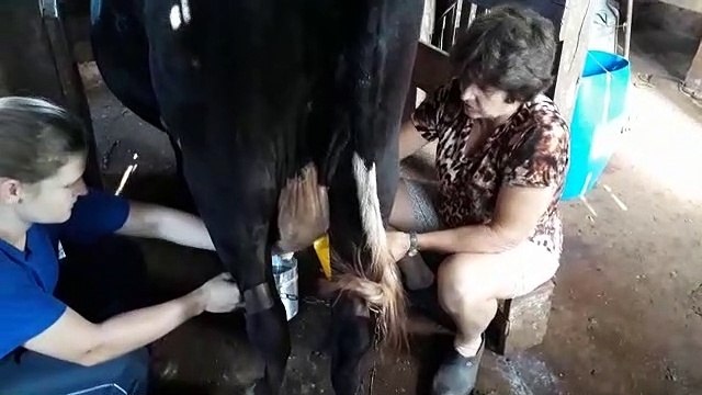 Produtores rurais jogam leite foram por conta da falta de energia elétrica