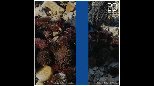 Les oursins de Fos sont-ils des mutants ?