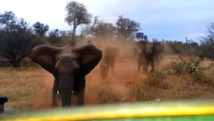 Un éléphant renverse une Jeep pleine de touristes terrifiés