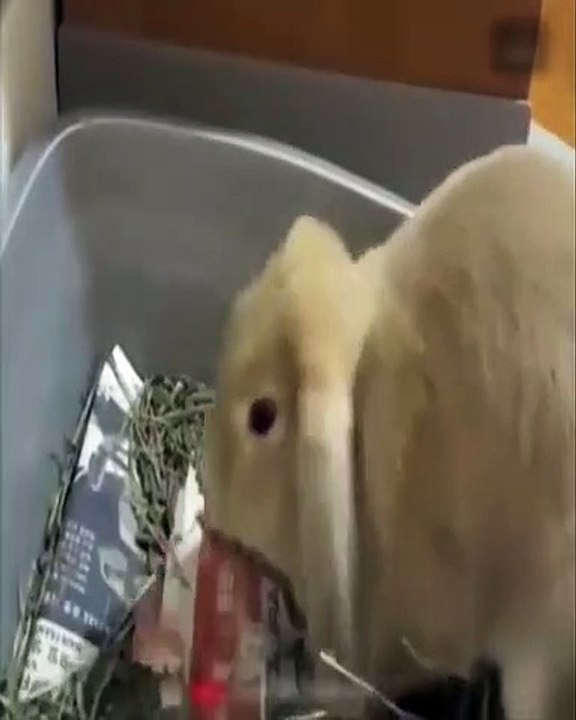 Rabbit Playing With Newspaper 