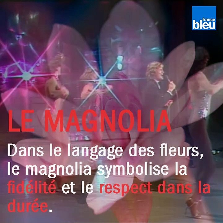 Saint-Valentin : le langage des fleurs en chansons