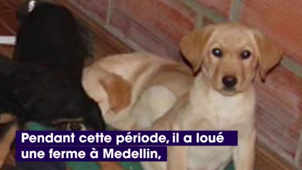 Honteux : Un vétérinaire cachait des substances interdites dans les chiots qu’il opérait !