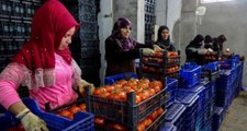 İstanbul ve Ankara'da Kurulan Tanzim Satış Noktaları, Üreticileri de Sevindirdi