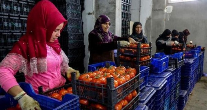 İstanbul ve Ankara'da Kurulan Tanzim Satış Noktaları, Üreticileri de Sevindirdi