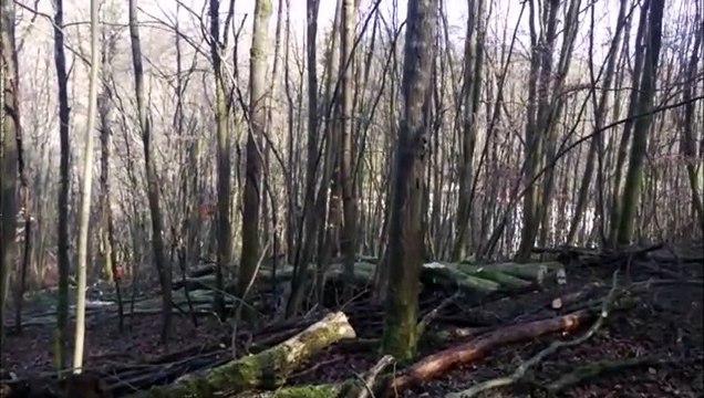 Débardage de l’ONF dans la forêt domaniale de Moyeuvre-Grande