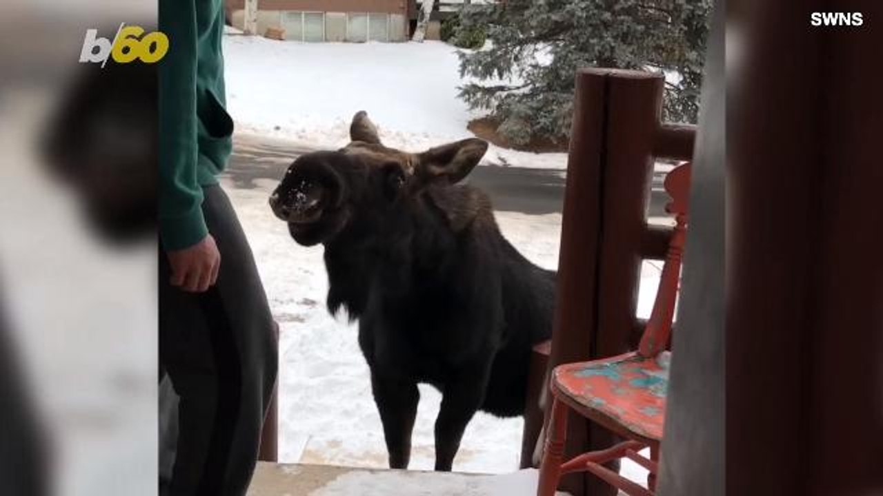 This Moose Made Friends with a Family, But Why Are Some People Not Happy About That