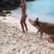 Une modèle Instagram est mordue aux fesses par un cochon aux Bahamas